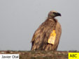 Gyps fulvus