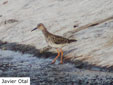 Calidris pugnax