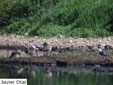 Calidris pugnax