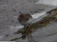 Calidris alba