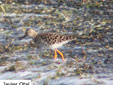 Calidris pugnax