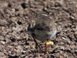 Charadrius hiaticula