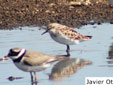Calidris minuta