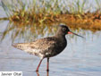 Calidris erytgropus