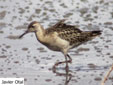 Calidris pugnax