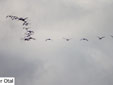 Grus grus