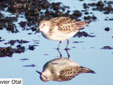 Calidris minuta