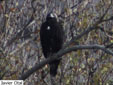 Aquila adalberti