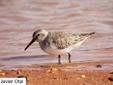 Calidris minuta