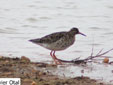 Calidris pugnax