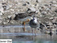 Calidris pugnax