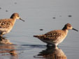 Calidris pugnax