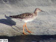 Calidris pugnax