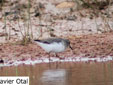 Calidris temminckii