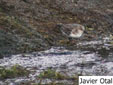 Calidris alba