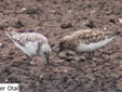 Calidris alba