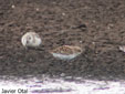 Calidris minuta