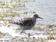 Calidris pugnax