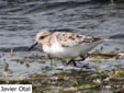 Calidris alba