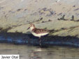 Calidris minuta