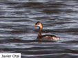 Podiceps nigricollis