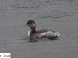 Podiceps nigricollis