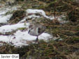 Calidris minuta