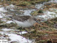 Calidris ferruginea