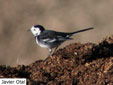 Motacilla alba