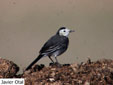 Motacilla alba