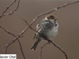 Passer hispanolensis
