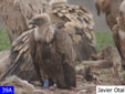 Gyps fulvus