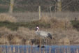 Grus grus
