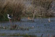 Limosa limosa