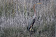 Ardea purpurea