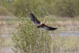 Ardea purpurea