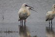 Platalea leucorodia