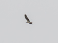 Pandion haliaetus