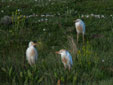 bubulcus ibis