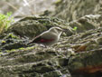 Tichodroma muraria