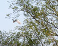 Nycticorax nycticorax