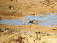 Calidris minuta