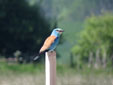 Coracias garrulus