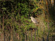 Nycticorax nycticorax