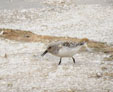 Calidris alba