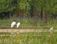 Egretta alba