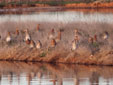 Limosa limosa