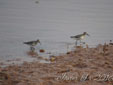 Calidris ferruginea