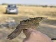 Locustella naevia