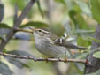 Phylloscopus inornatus